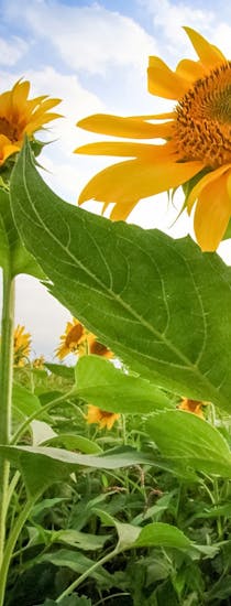 Vibrant sunflowers, growing in a field, framed before billowing white clouds and blue sky