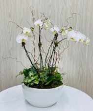 White Phalaenopsis European Garden