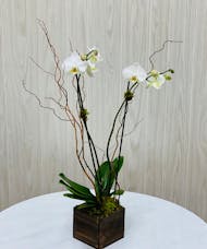Double Stem Phalaenopsis Orchid