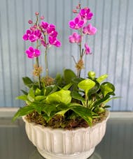 Mini Phalaenopsis European Garden