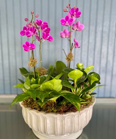 Mini Phalaenopsis Orchid European Garden