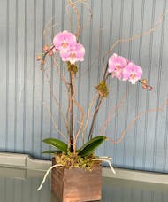 DOUBLE STEM COLORED PHALAENOPSIS ORCHID