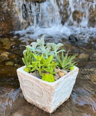 Succulent - Capri Pot
