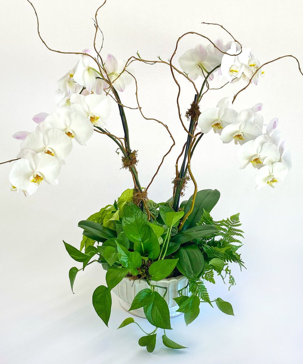 European Garden Potted Orchid & Green Plant | The Blossom Shop Florist ...